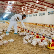 Akıllı Kümes Sistemlerinde Sensör Verileriyle Hastalıkların Önüne Nasıl Geçilir? Akıllı Kümes Sistemlerinde Sensör Verileriyle Hastalıkların Önüne Nasıl Geçilir?