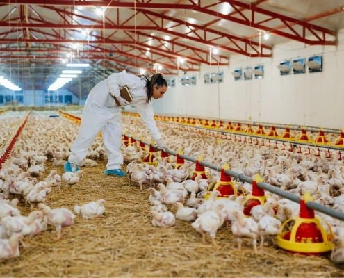 Akıllı Kümes Sistemlerinde Sensör Verileriyle Hastalıkların Önüne Nasıl Geçilir?